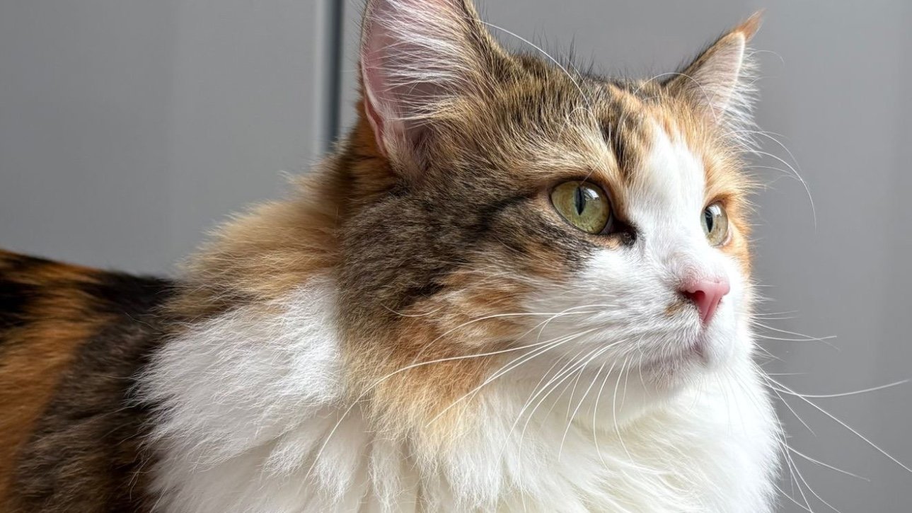 Dagboek van een kattentrimmer: Muffin