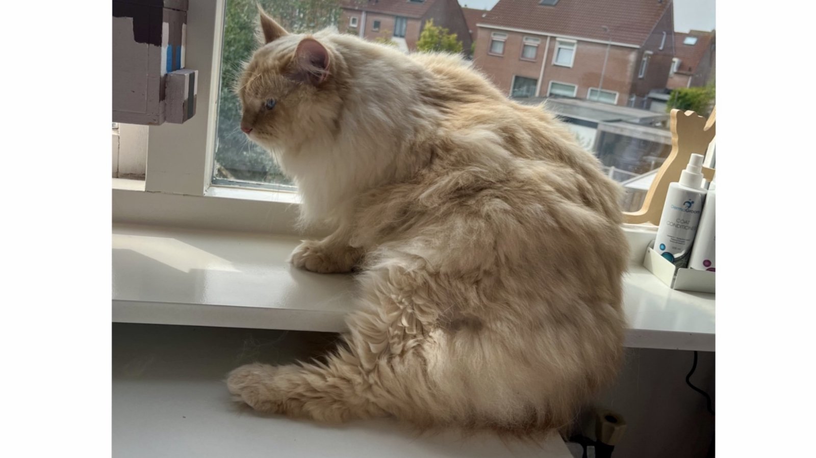 Hoe kam ik de billen van mijn kat?