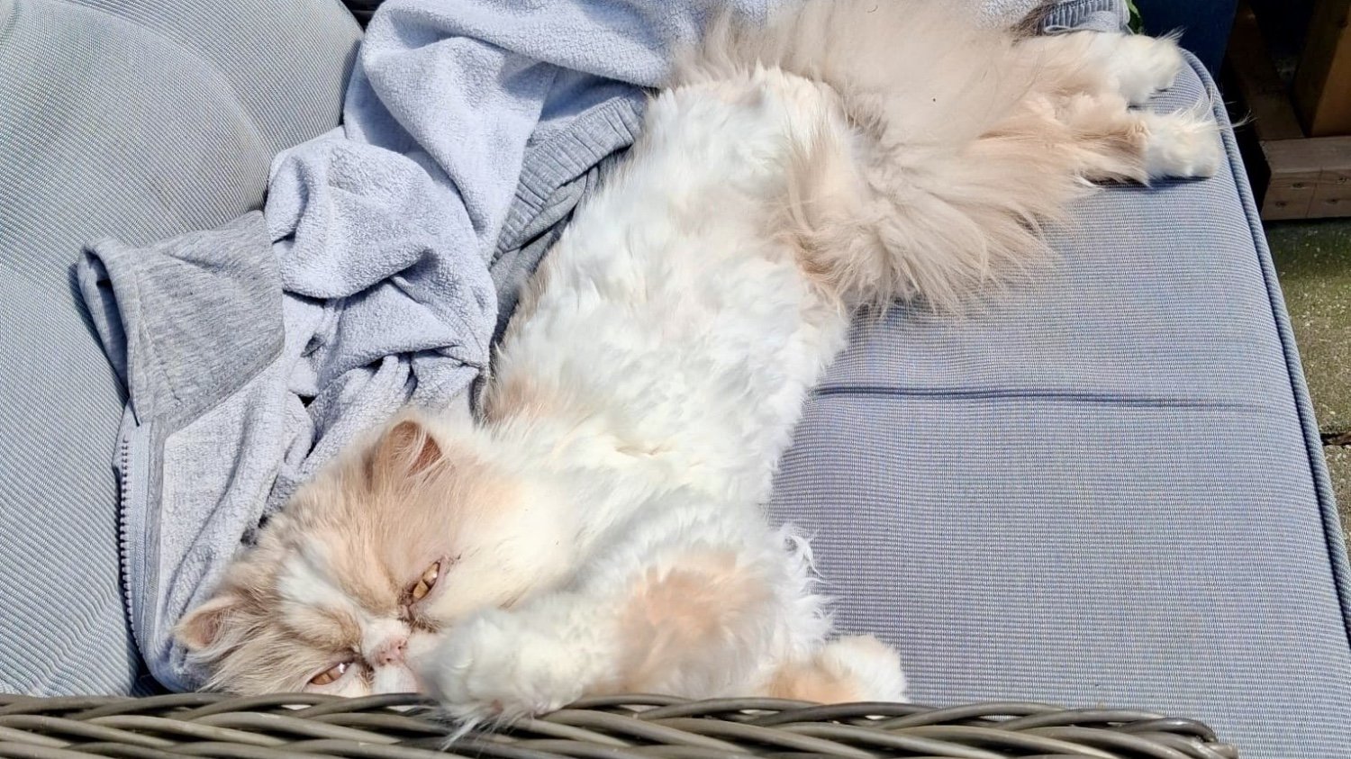 Soms scheer ik een kat wel preventief korter