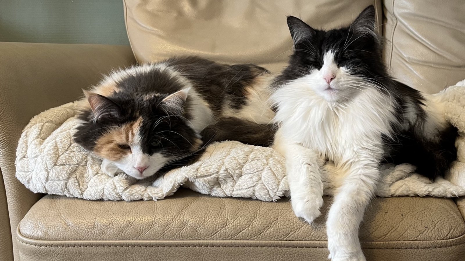 Meer katten in huis, een uitdaging
