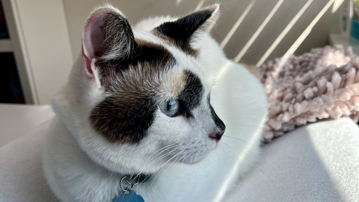 Mijn kat verhaart veel