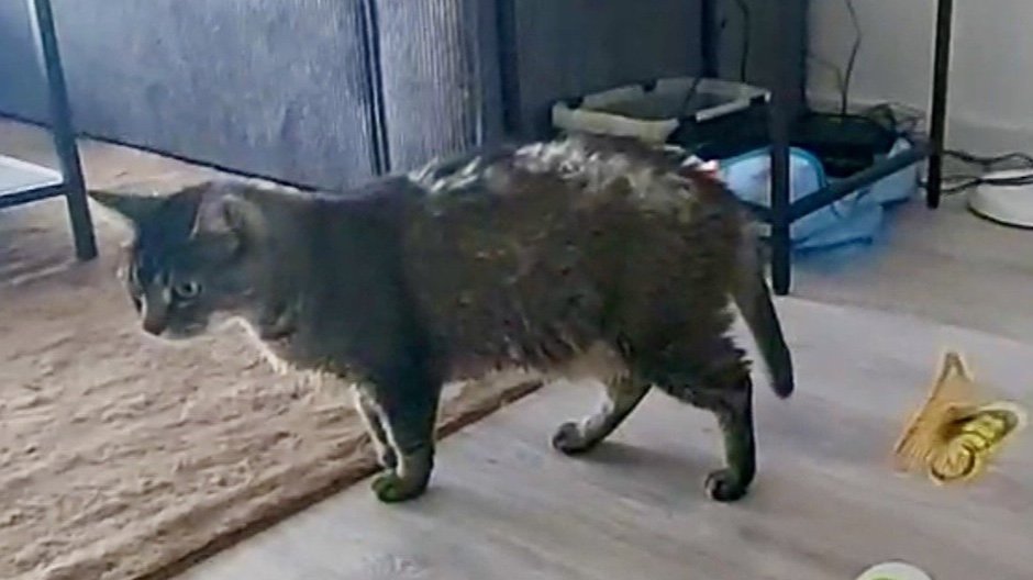 Dagboek van een kattentrimmer: Mark