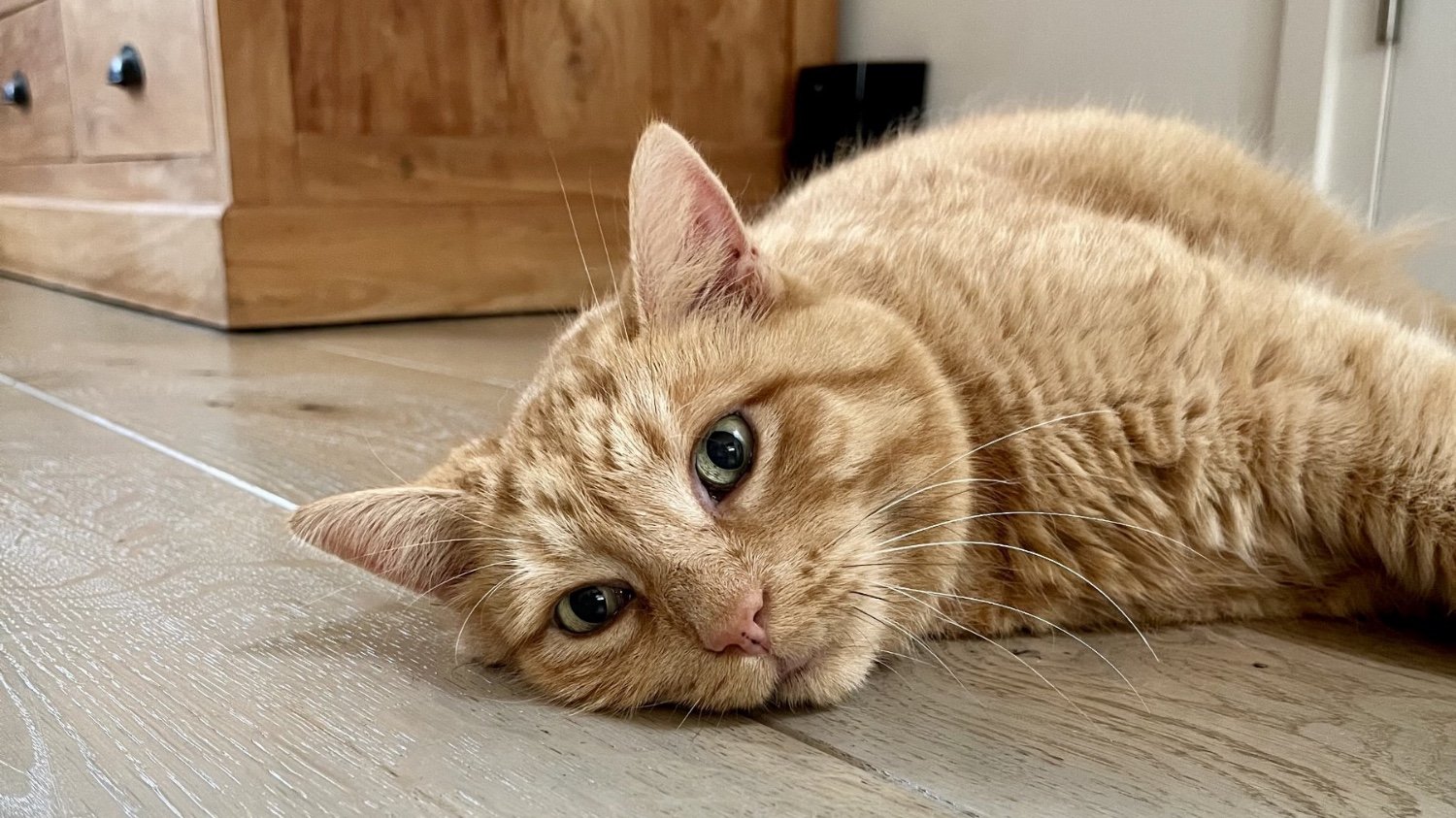 Dagboek van een kattentrimmer: Lowie