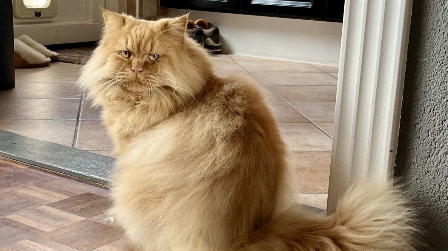 Dagboek van een kattentrimmer: Billie en Boris