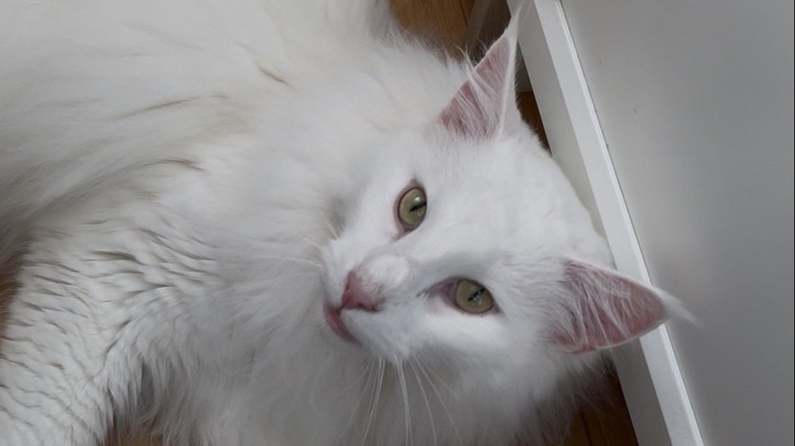 Dagboek van een kattentrimmer: Xantho