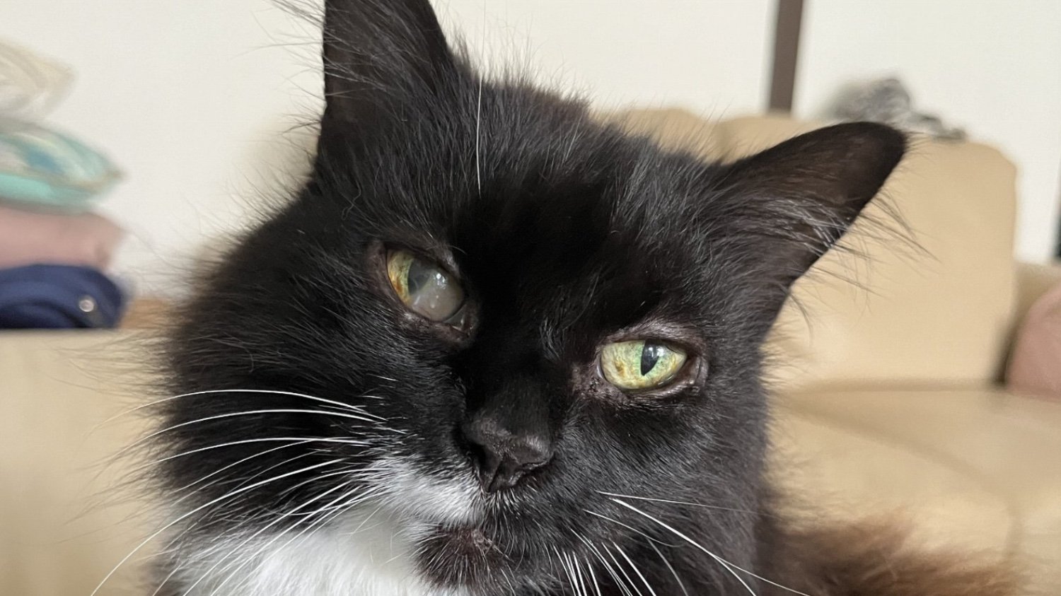 Oude katten hebben vaak moeite zich te verzorgen