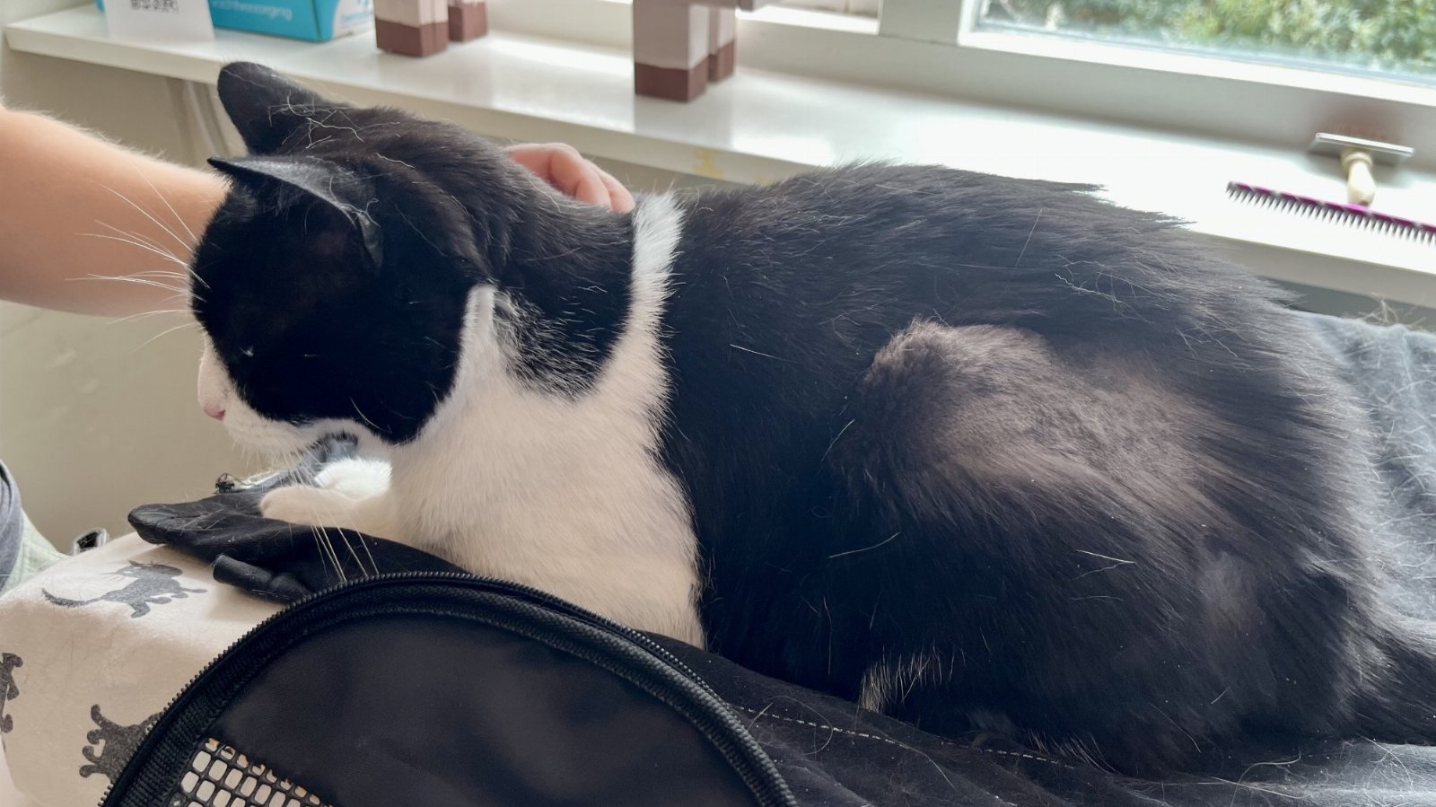 Zwart witte kat met geschoren heup door klitten
