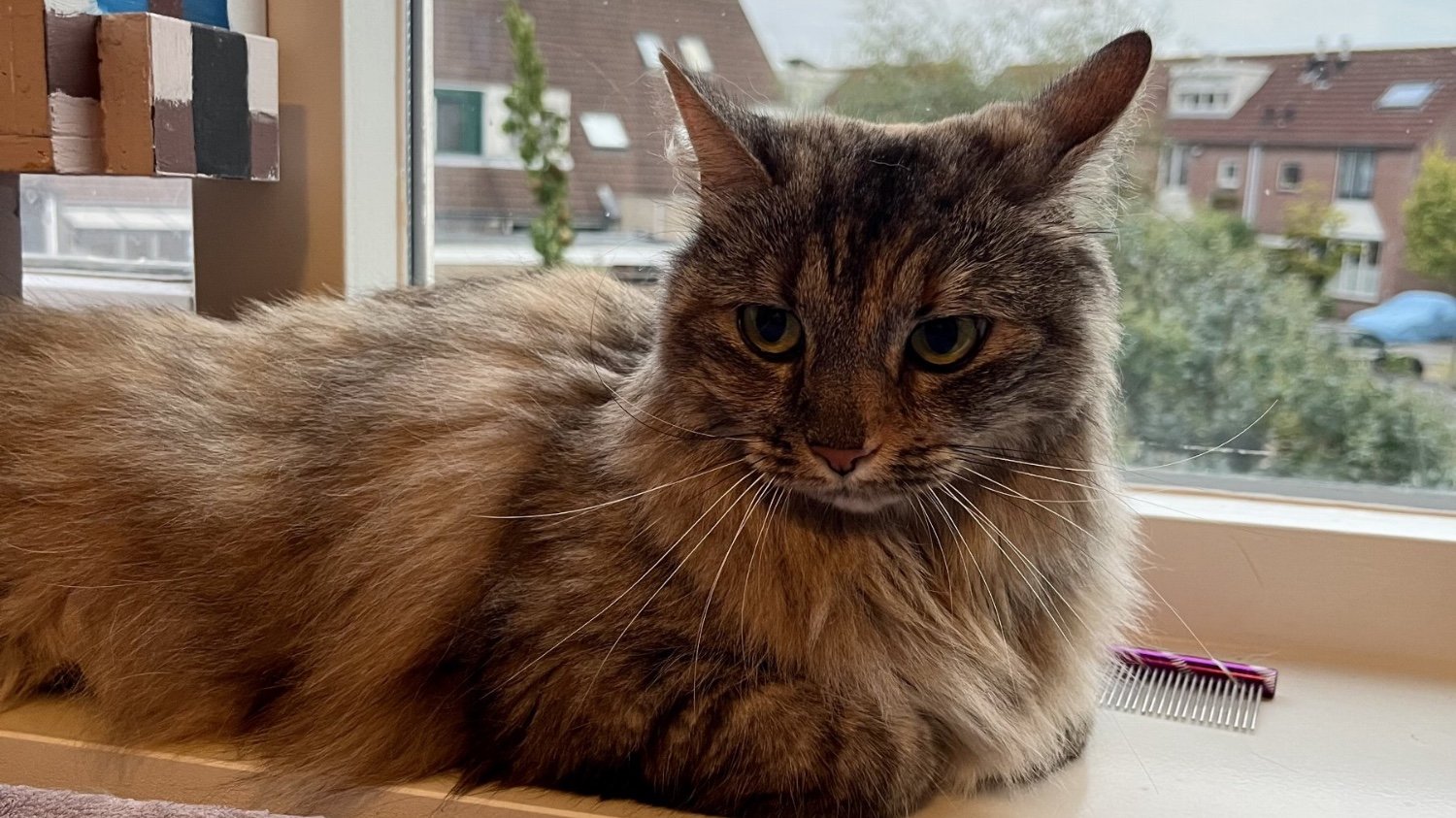 Kat ligt in de versterbank