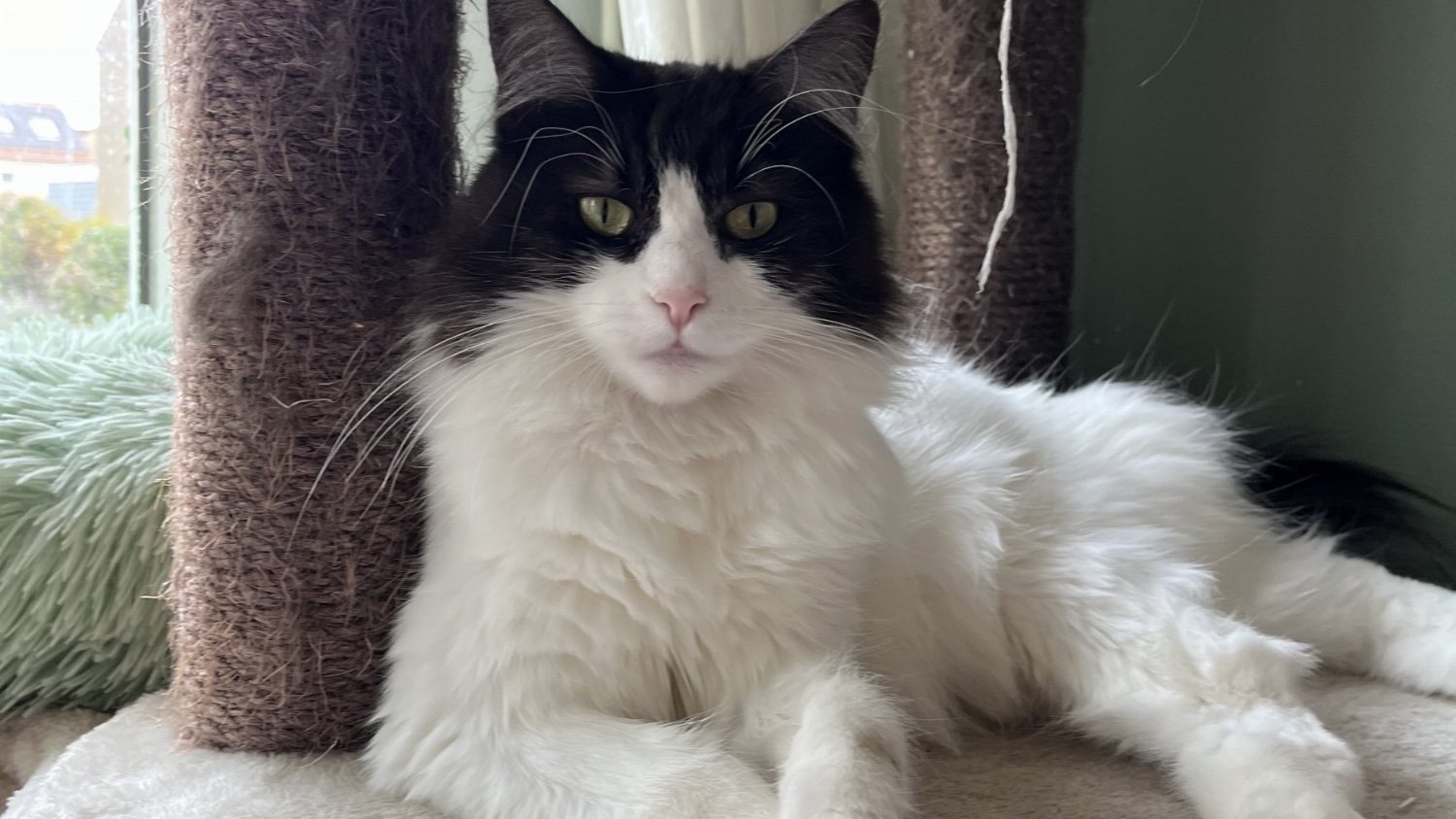 Maine Coon kammen en borstelen.