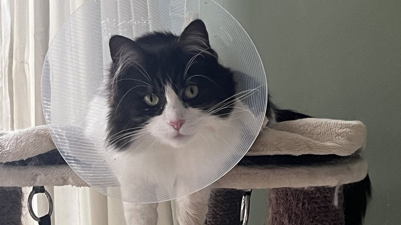 Maine coon kat met kap om