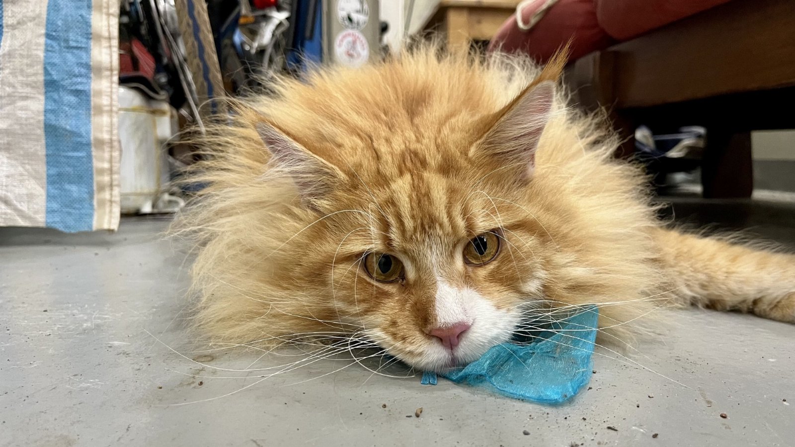 Een Maine Coon ligt relaxed met een zakje valeriaan.