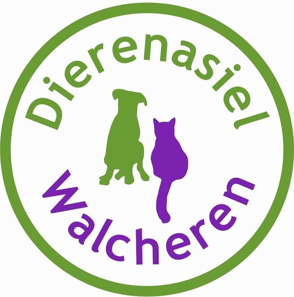 Kat in het dierenasiel
