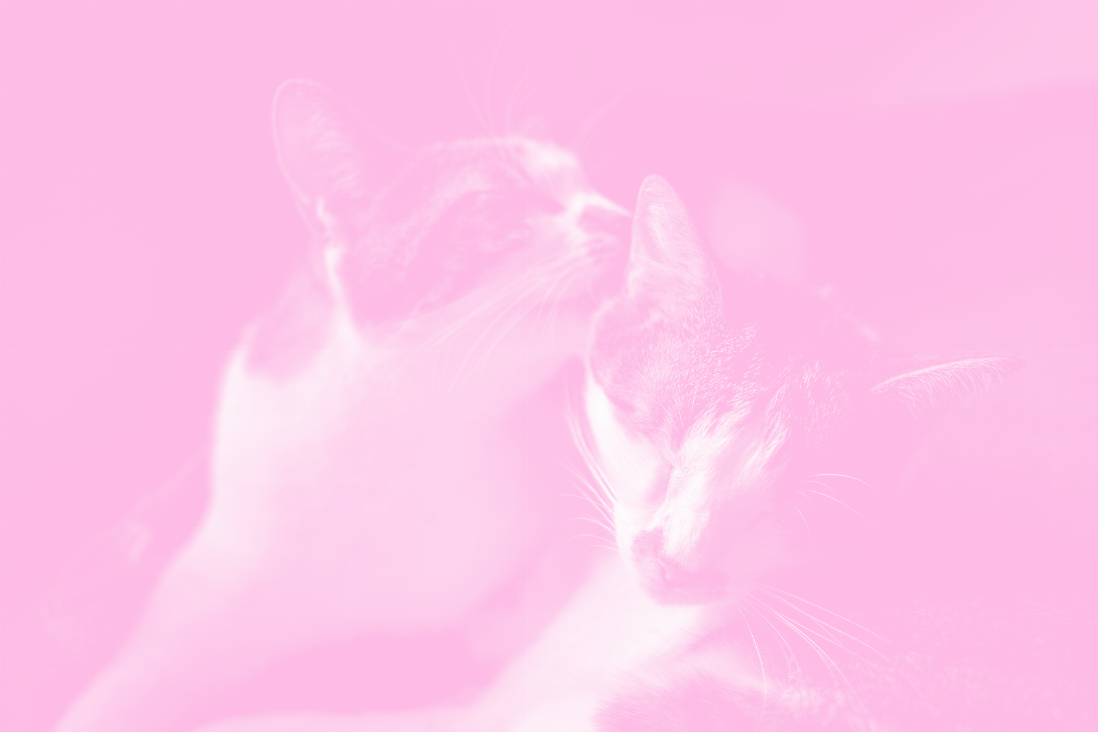 Kat verzorgt de vacht van een andere kat.