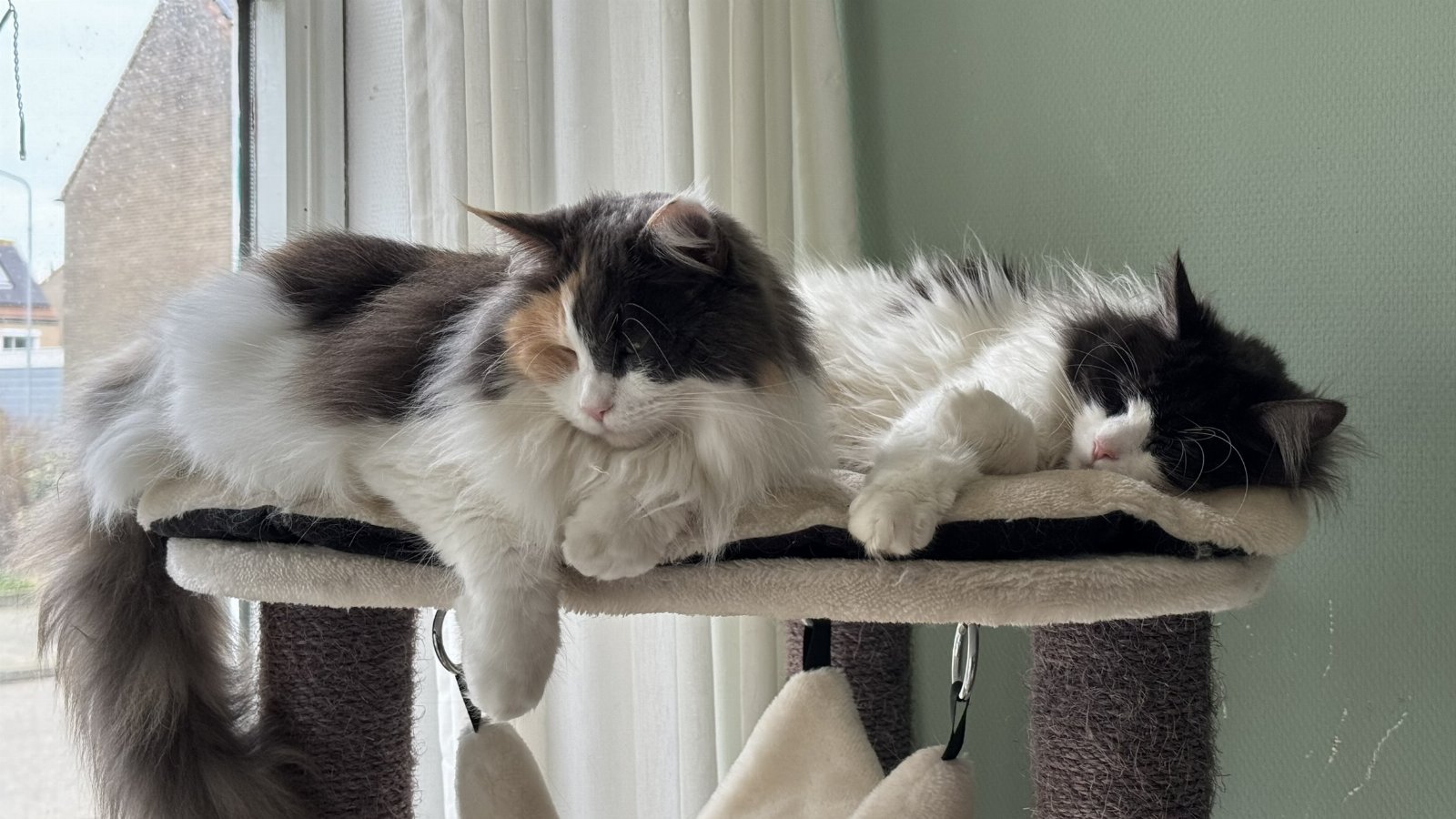Maine Coon