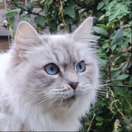 Ragdoll met mooie vacht met blauwe ogen.